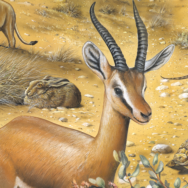 34_Gazelle_Dorkasgazelle